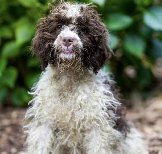 Photo of Moyen Poodle Martin