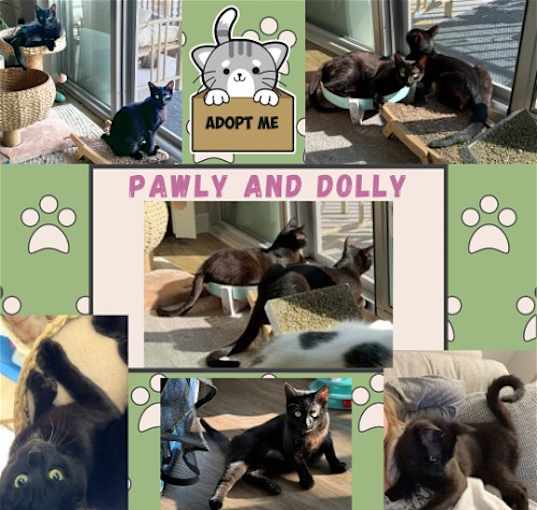 Photo of Pawly and Dolly a bonded duo!