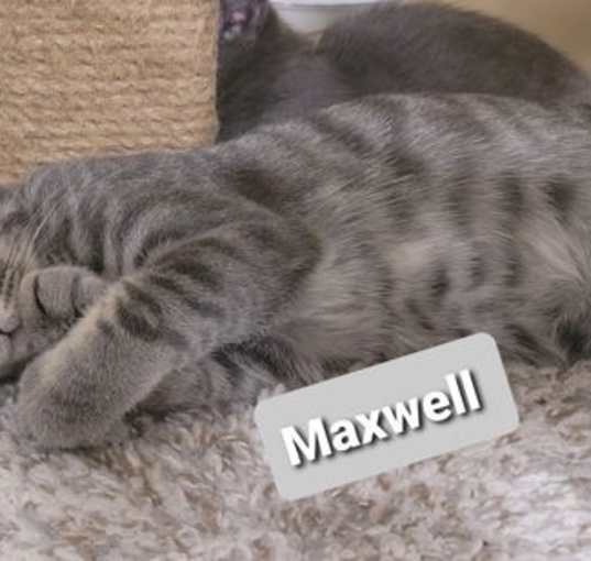 Photo of Maxwell