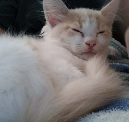 Photo of Pixie