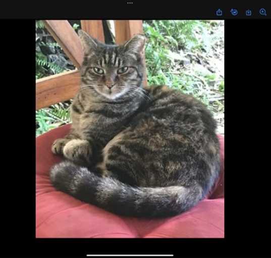 Photo of ZZ - Luna