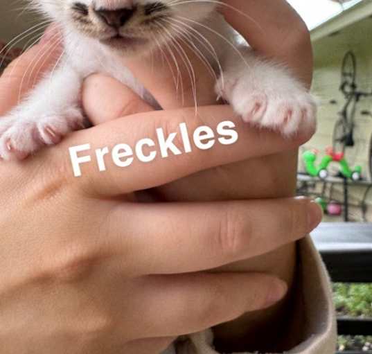 Photo of Freckles