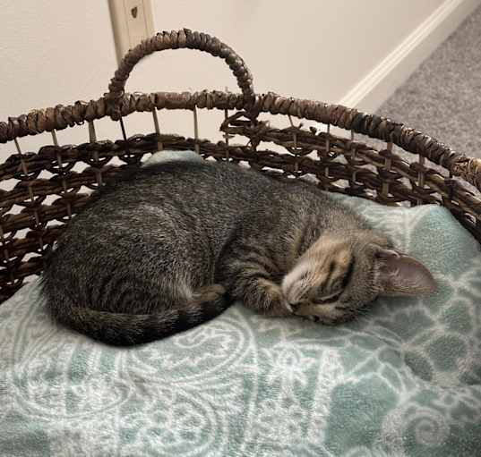 Photo of Kona