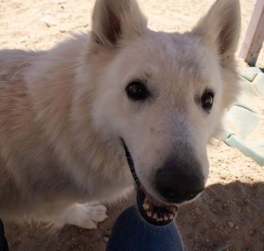 Photo of Rocky Bonded with Snowy