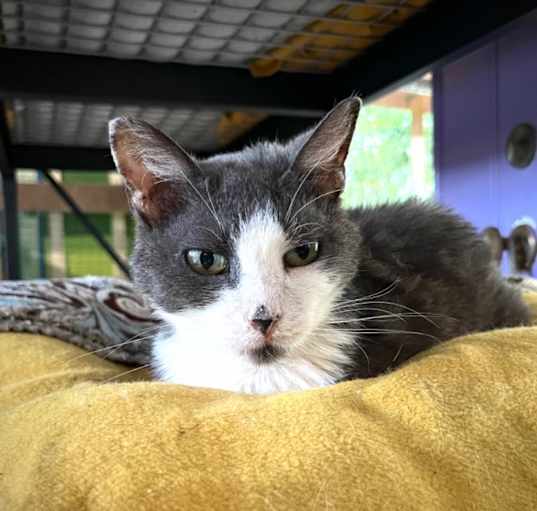 Photo of Natasha (FIV+)