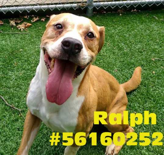 Photo of Ralph -Stray