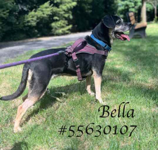 Photo of Bella