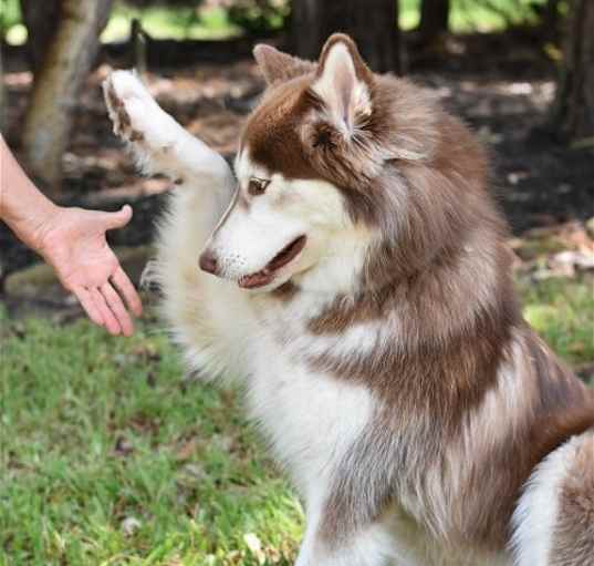 Photo of Atka