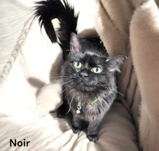 Photo of Noir