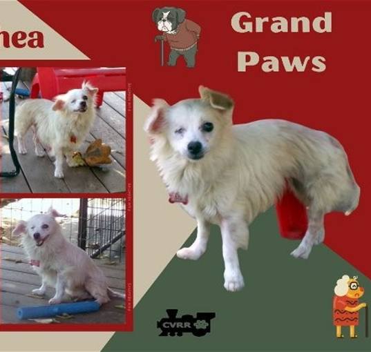 Photo of Rhea (GrandPaws)