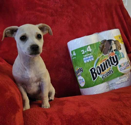 Photo of Bounty