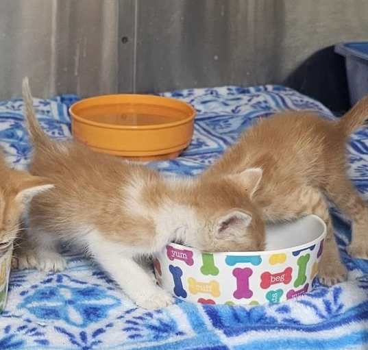 Photo of 3 Cypress Springs Kittens