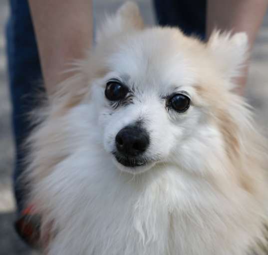 Photo of Hansel