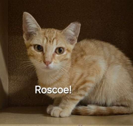 Photo of Roscoe