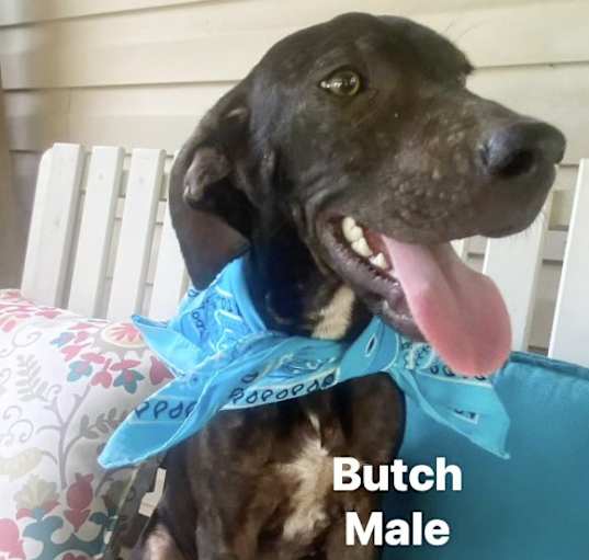 Photo of Butch meet 9/20