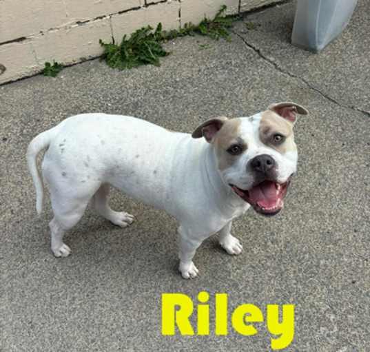 Photo of Riley - Stray