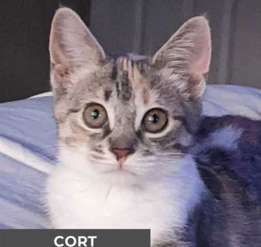 Photo of Cort