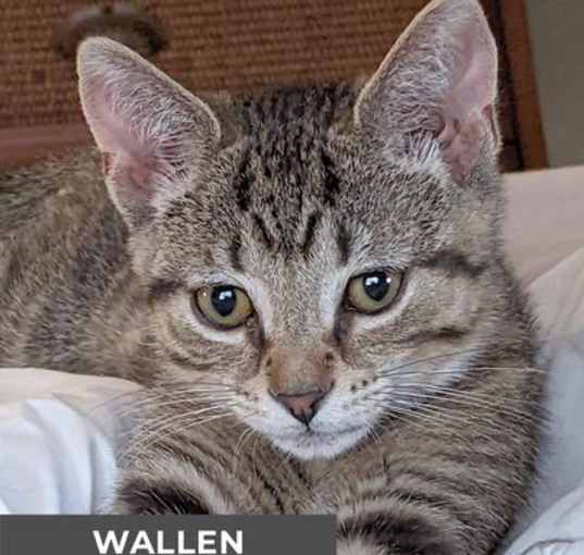 Photo of Wallen