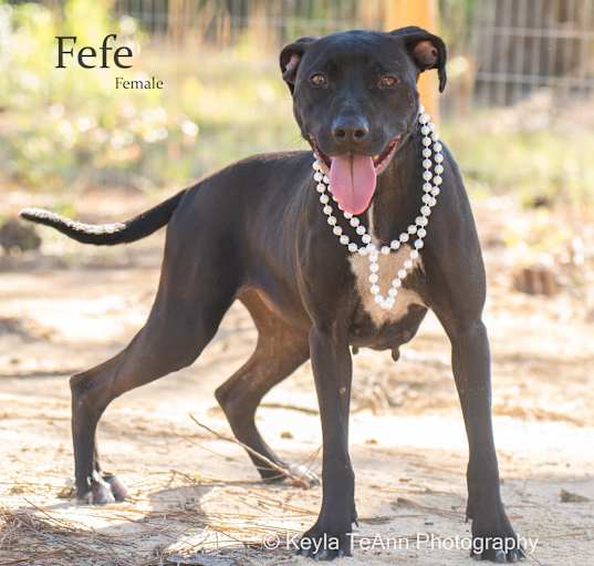 Photo of Fefe