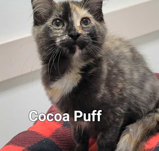 Photo of Cocoa Puff