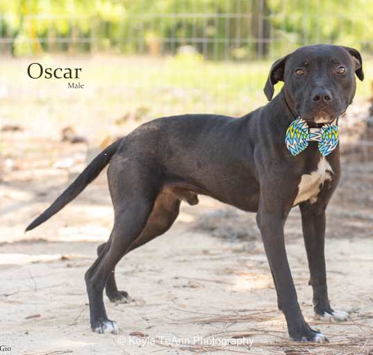 Photo of Oscar