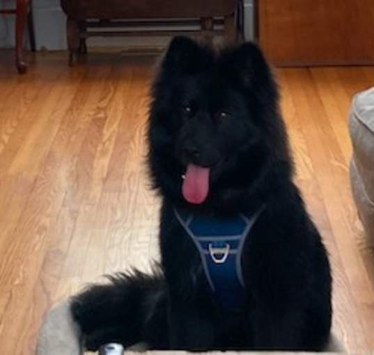 Photo of Ivy