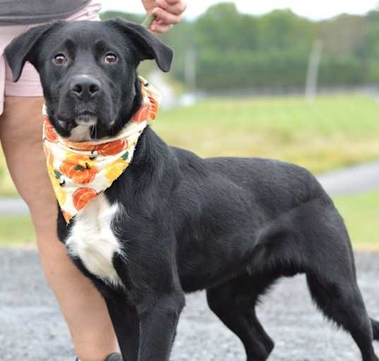Photo of Sarge - Adoptable