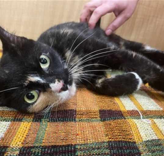 Photo of Lucky Biscuit