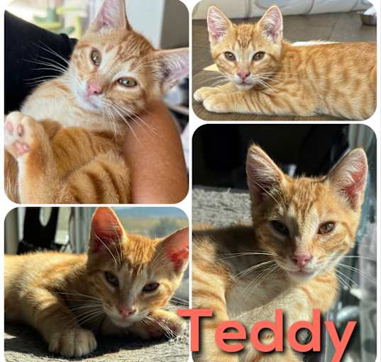 Photo of Teddy