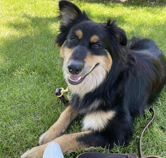 Photo of Scout