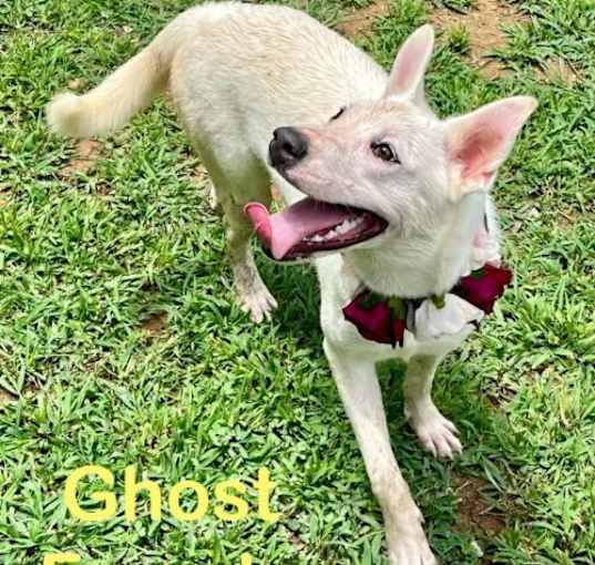 Photo of Ghost
