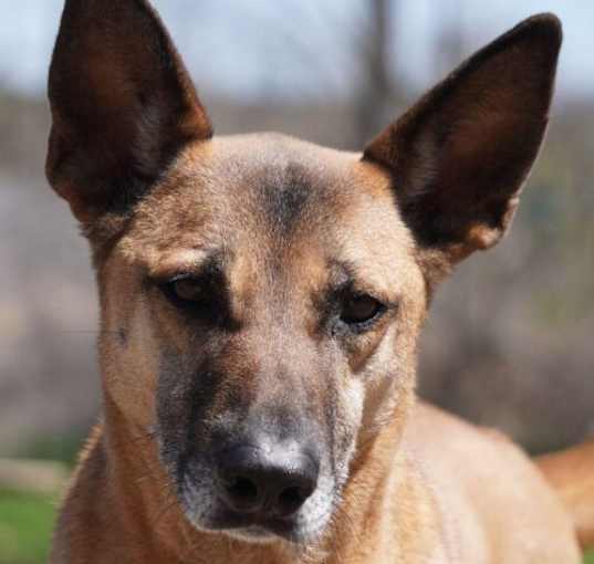 Photo of Boon