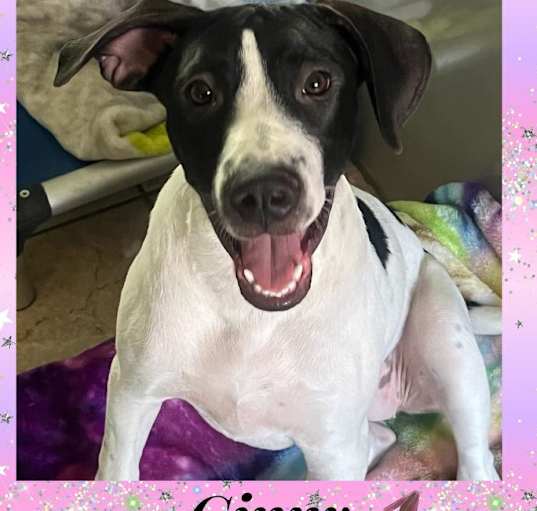 Photo of GINNY – 5 MONTH FEMALE DALMATI