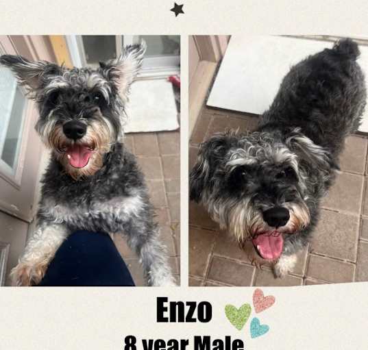 Photo of ENZO – 8 YEAR MALE SCHNOODLE M