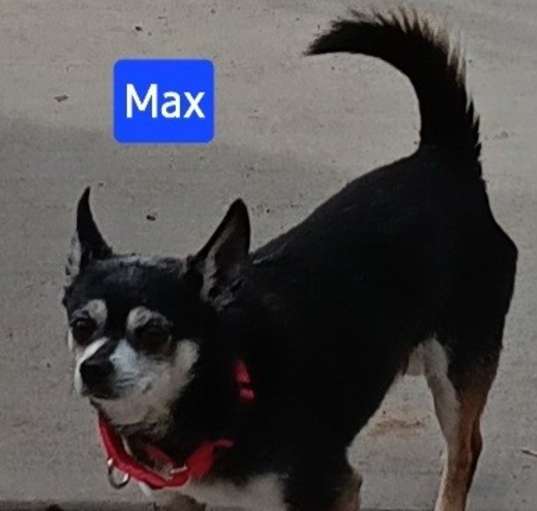 Photo of Max