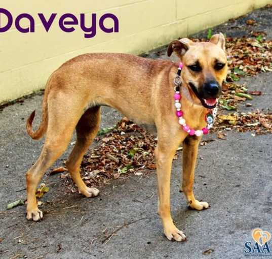 Photo of Daveya