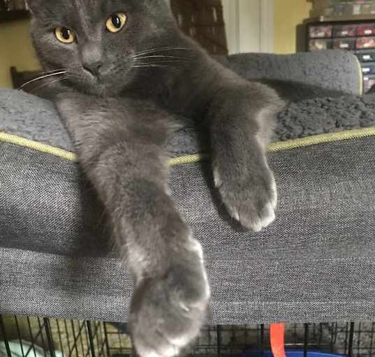 Photo of Smudge