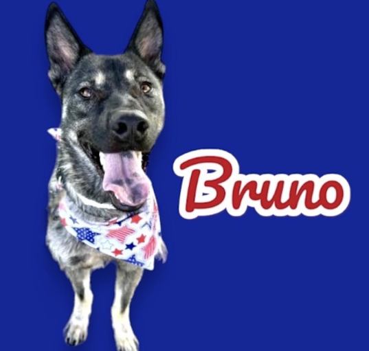 Photo of Bruno