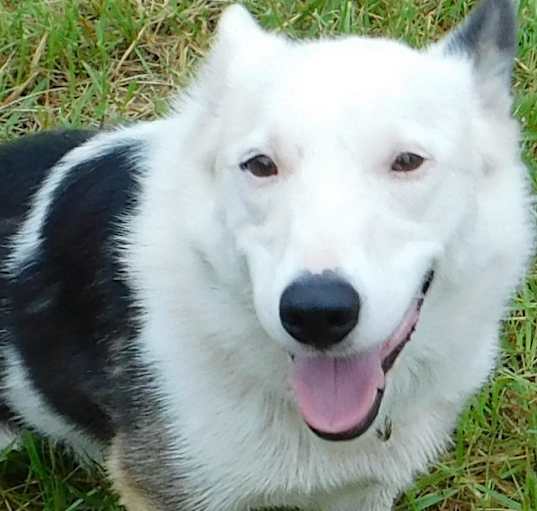 Photo of Baxter