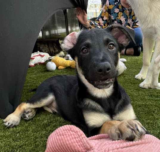 Photo of Loki ***RESCUE CENTER***