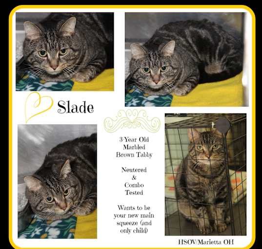 Photo of Slade (Neutered/ComboTested)