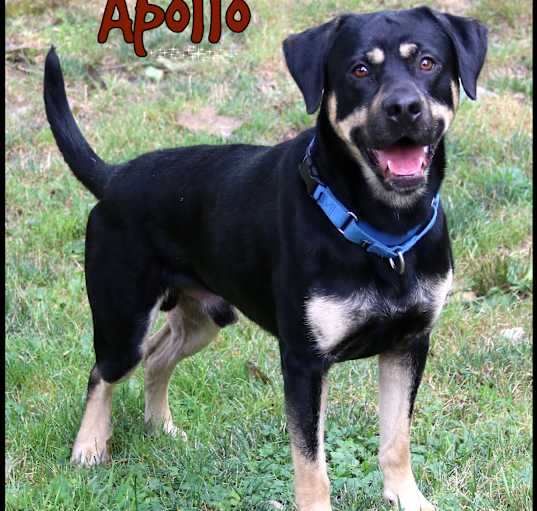 Photo of Apollo