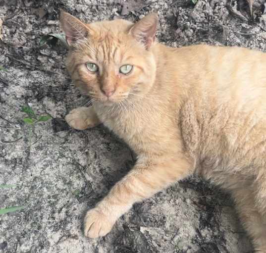 Photo of Banjo