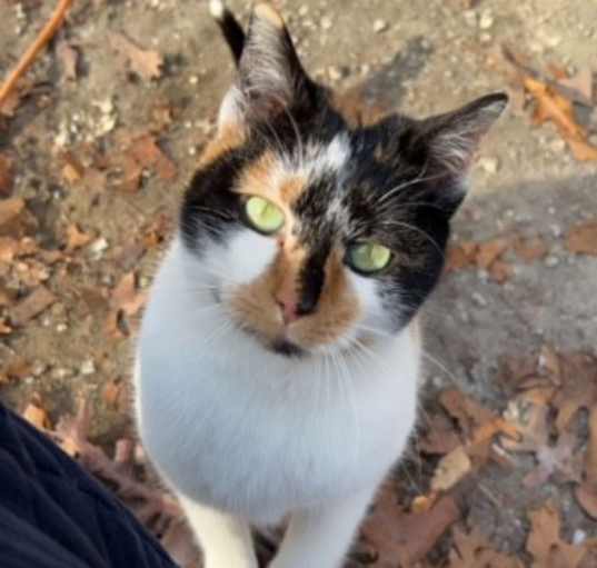 Photo of Kali