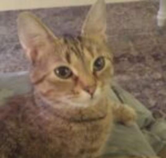 Photo of Sahara