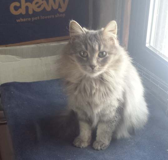 Photo of Angel