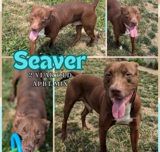 Photo of Seaver