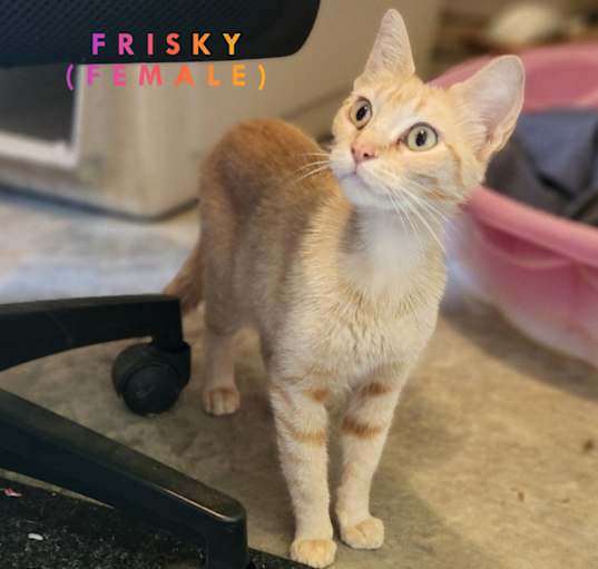 Photo of Frisky