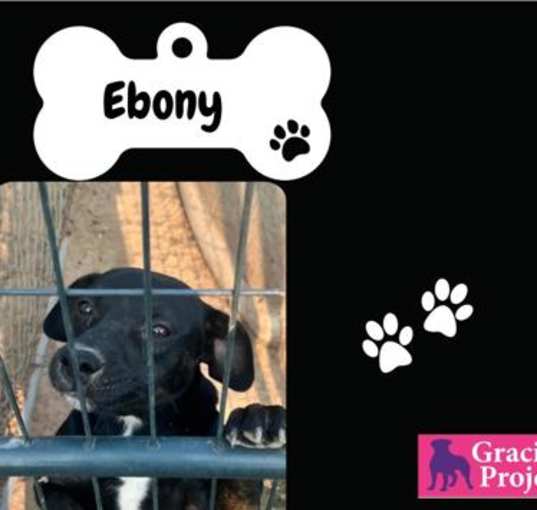 Photo of Ebony