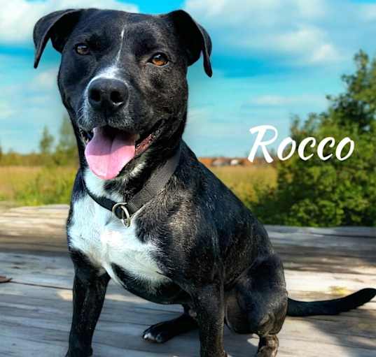 Photo of Rocco